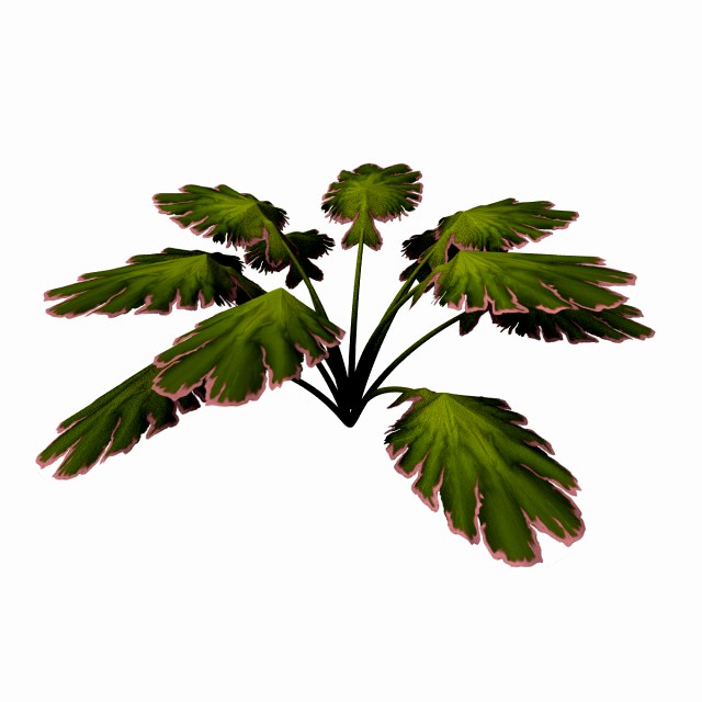 Alien Plant