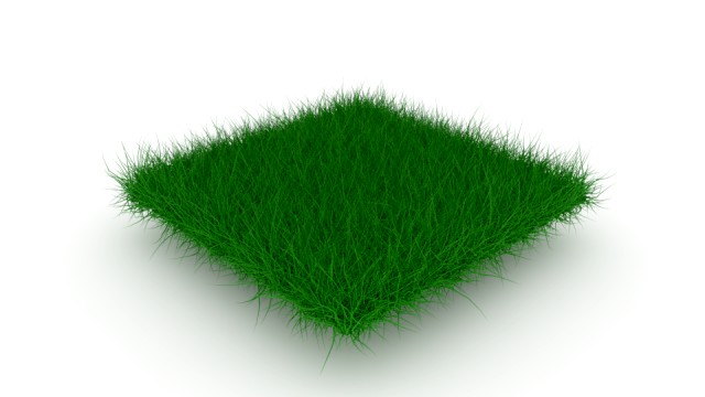 Grass