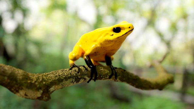 ARROW FROG