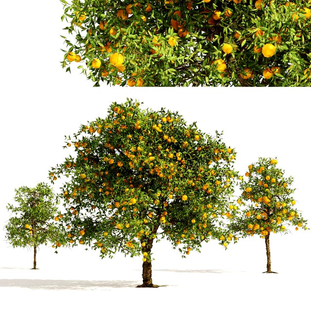 Orange fruit tree