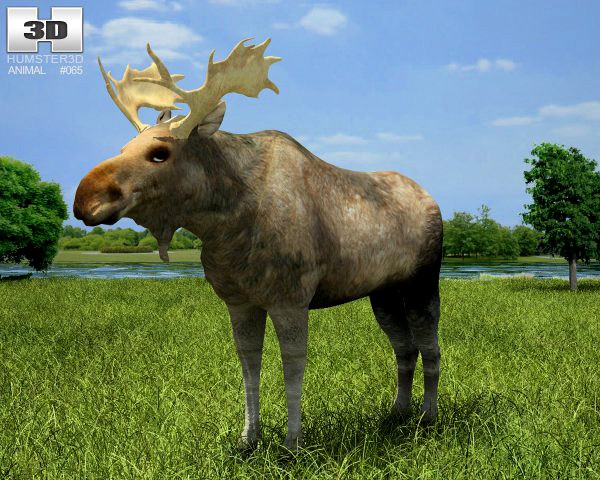 Moose Alces Alces 3D Model