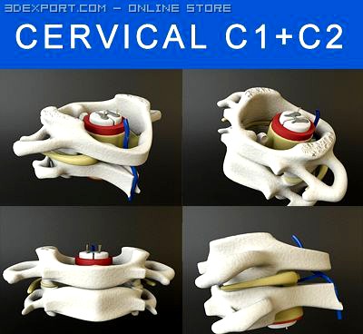 Vertebrae C1 C2 Cervical Spine Bones 3D Model