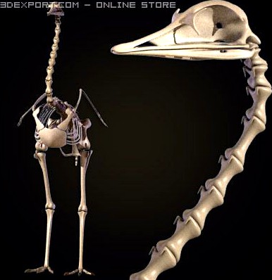 Greater Rhea skeleton 3D Model