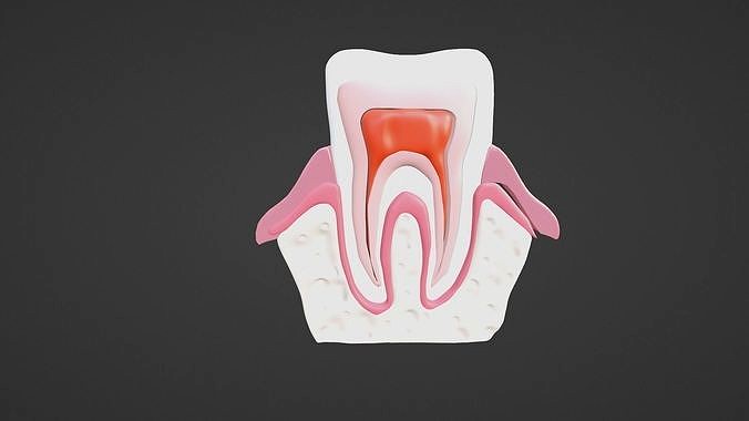 Human Tooth anatomy model