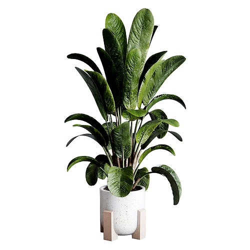 Ficus plant by pottery vase and indoor plant 274