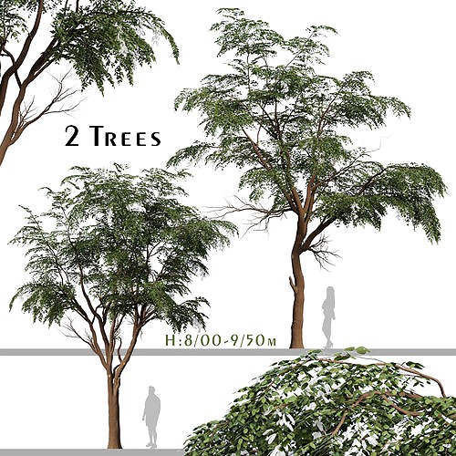 Set of Sophora Japonica or Japanese Pagoda Tree