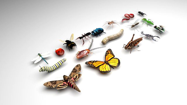 Insects Set