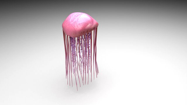 Jellyfish