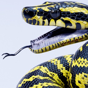 Zebra Jungle Carpet Python