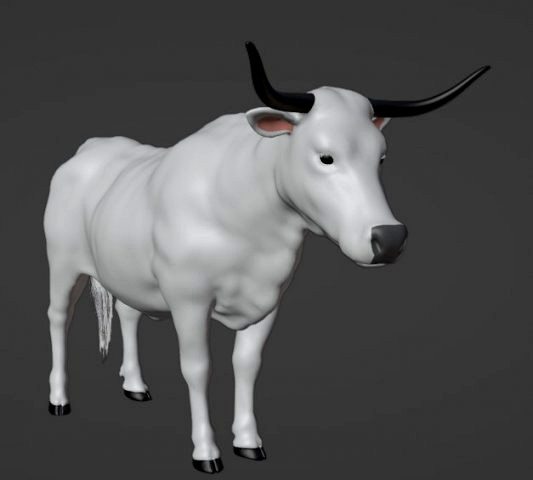 Bull White