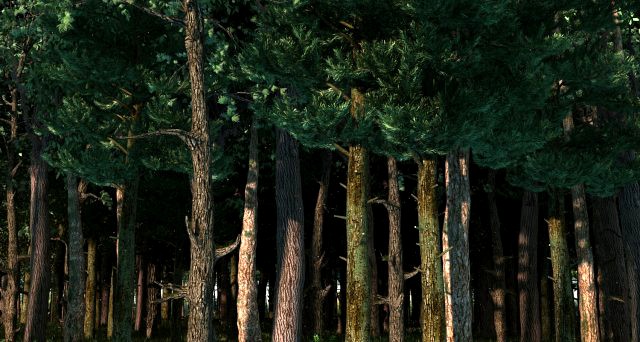 Forest