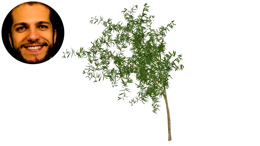 Bambu Mosso3