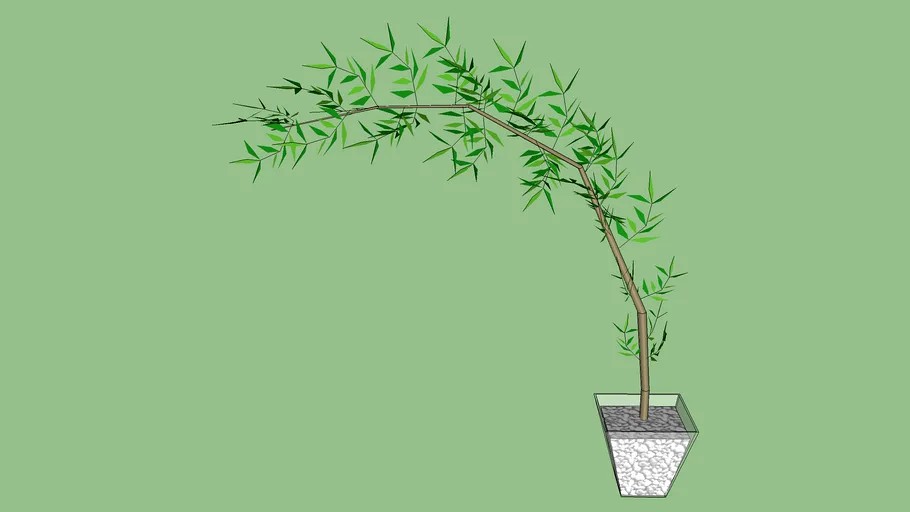 Bambu mosso