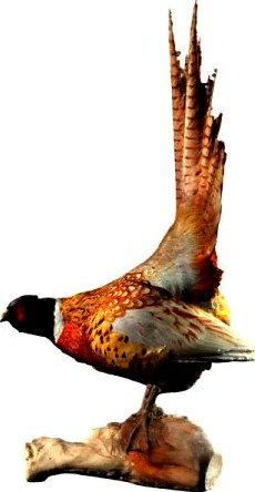 Pheasant 3D Model