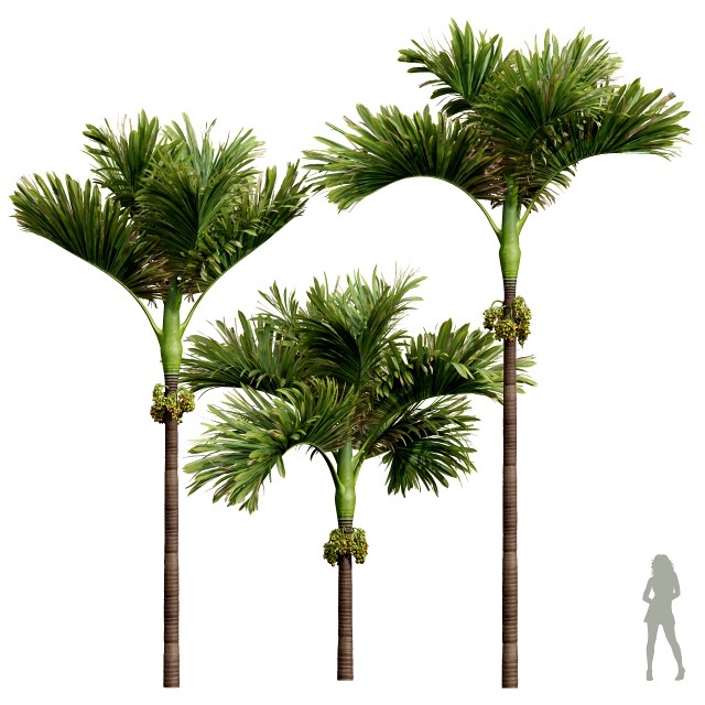 New Plant High detail Areca Catechu Decorative Garden Fruit