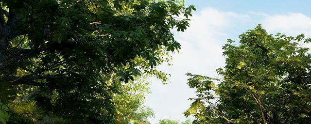Rainforest