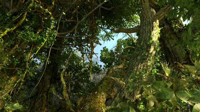 Rainforest