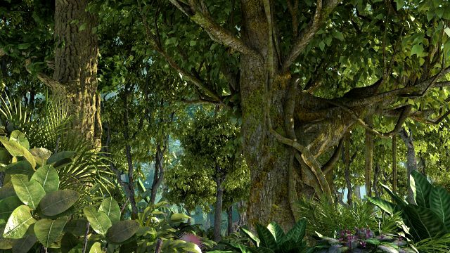 Rainforest