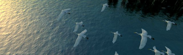 Egrets