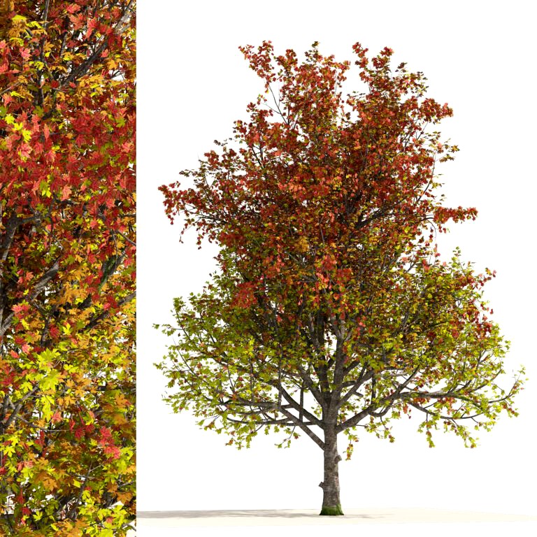 3 colored autumn mountain maple tree (334994)