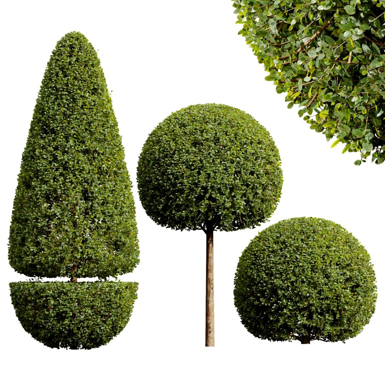 Ficus Concinna Bonsai Pruned 06 (334876)