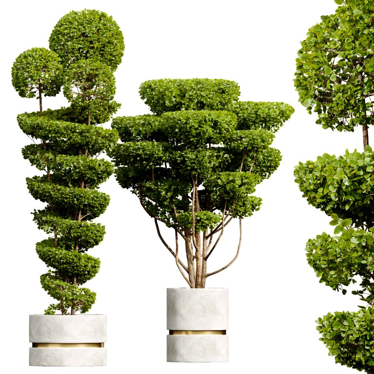 Ficus Concinna Bonsai Pruned Pot (334517)