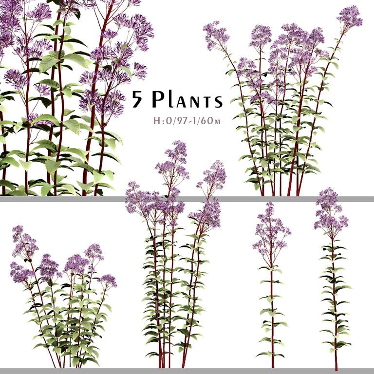 Set of Eupatorium Purpureum Plant (Joe Pye weed) (5 Plants) (333878)