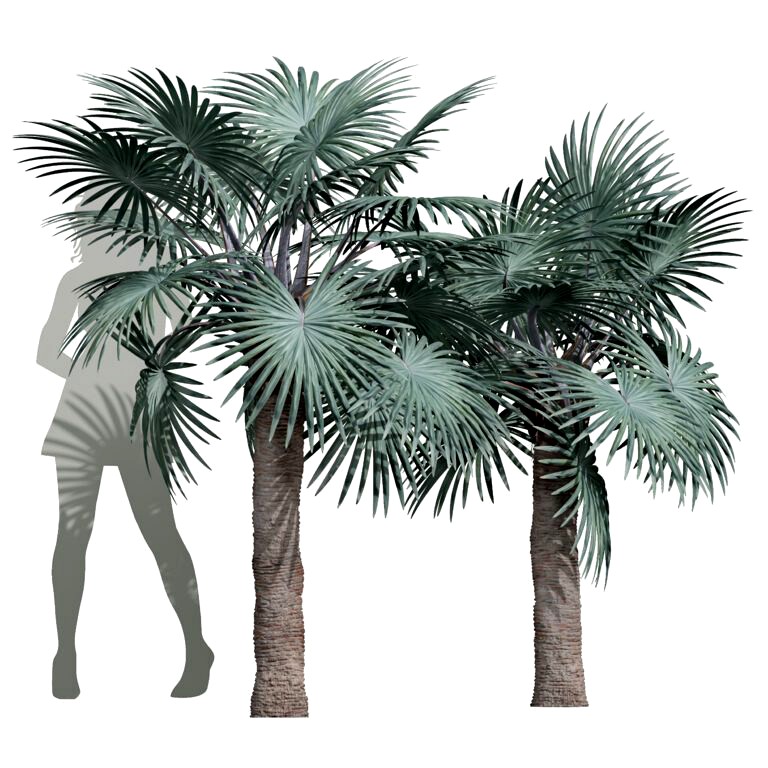 Bismarckia Nobilisi Palm Medium Tree (333014)