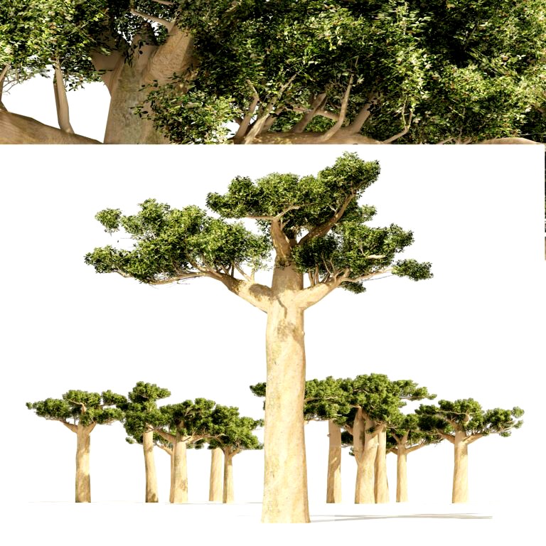 Madagascar Baobab Trees Set (331332)