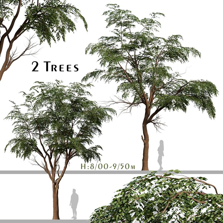 Set of Sophora Japonica Tree (Japanese Pagoda) (2 Trees) (330427)