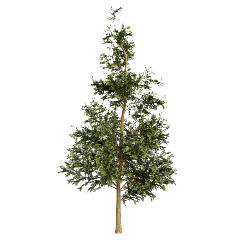 Cypress tree 02 (330235)