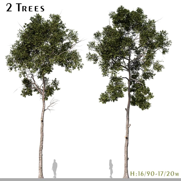 Set of Parashorea Chinensis Tree (Shorea wangtianshuea) (2 Trees) (329701)