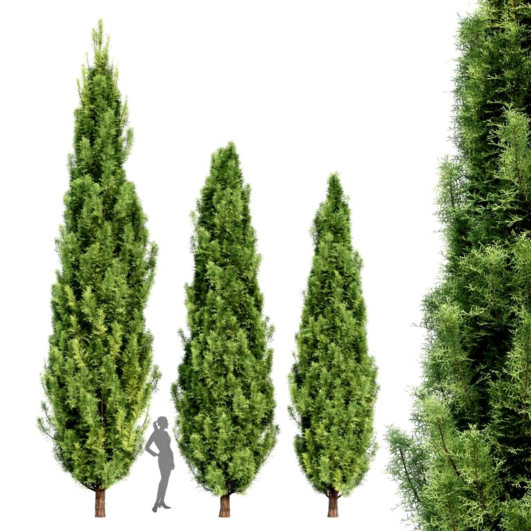 Mediterranean Cypress 3 Trees (329091)