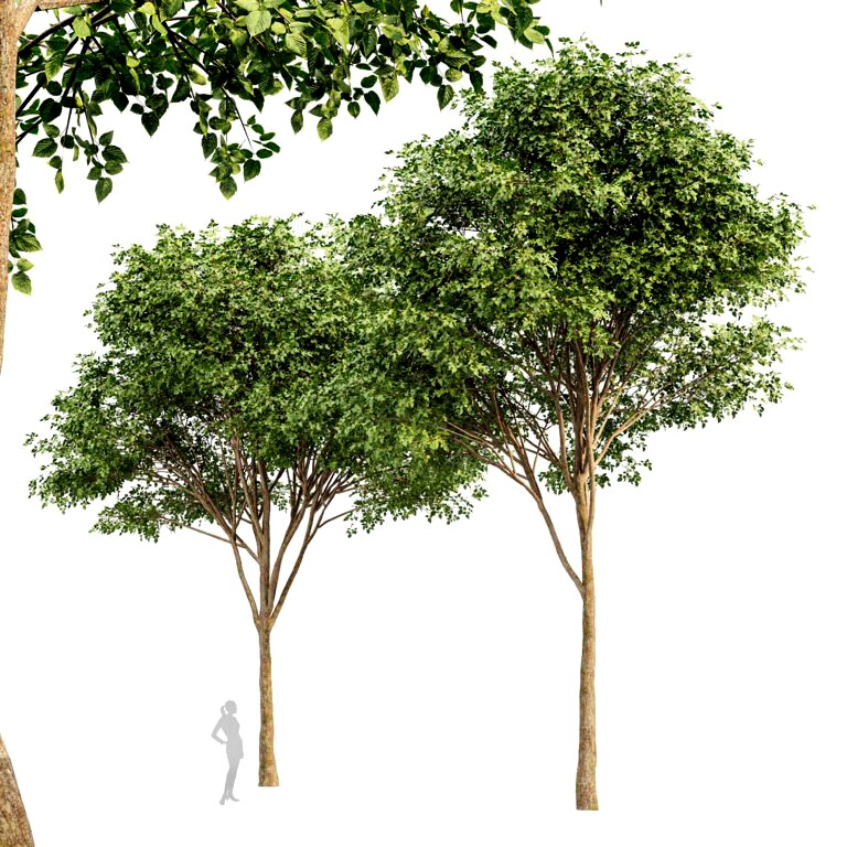 Grey Alder Tree Alnus incana (328477)
