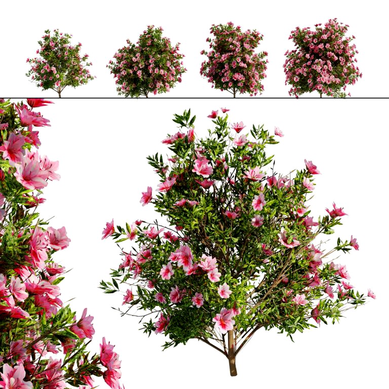 4 spring Azalea Flower Bush (325923)