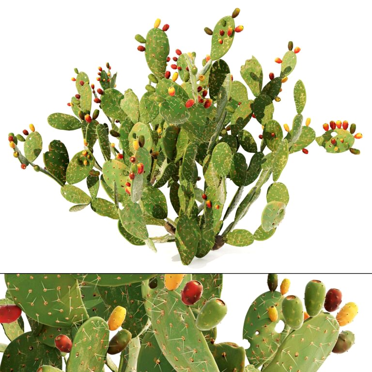 Gedroogd cactusskelet met cactusvijgvezels van 0,50 m² tot 2,50 m² - Opuntia ficus indica - België