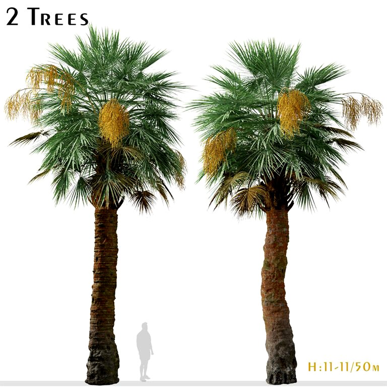 Set of Guadalupe palm Tree (Brahea edulis) (2 Trees) (320620)