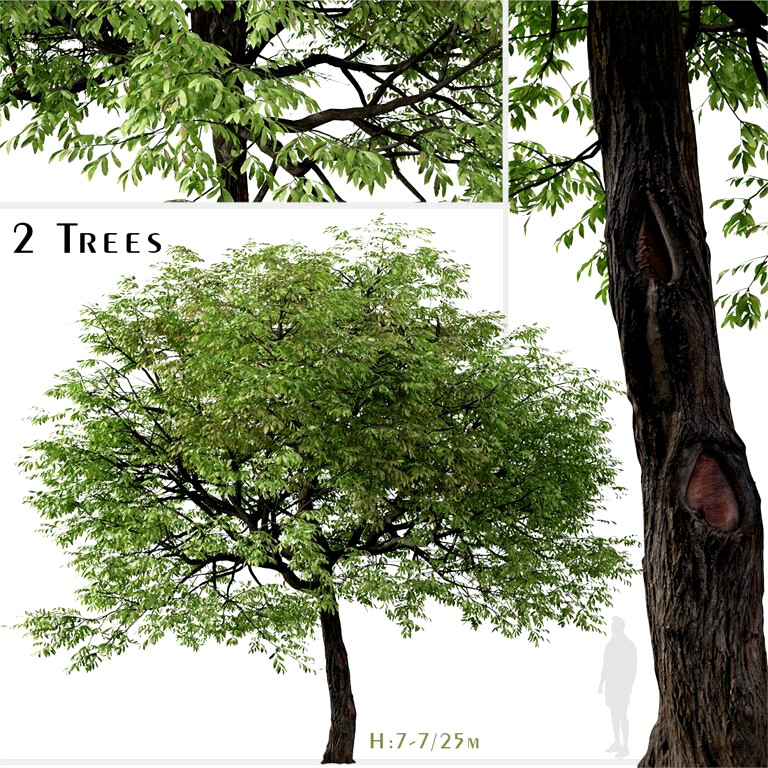 Set of Juglans nigra Tree ( Eastern black walnut ) (2 Trees) (317443)