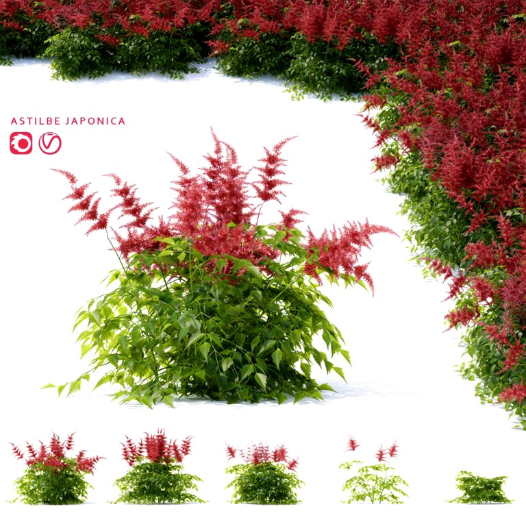 Astilbe japonica (311586)