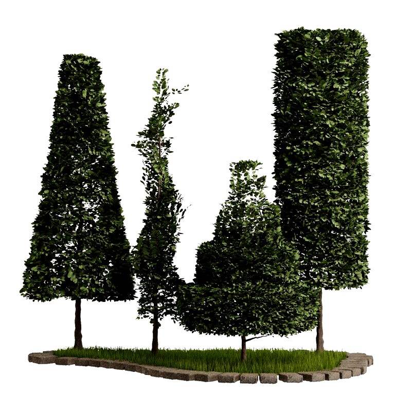 Garden Boxwood Trees 01 (264333)