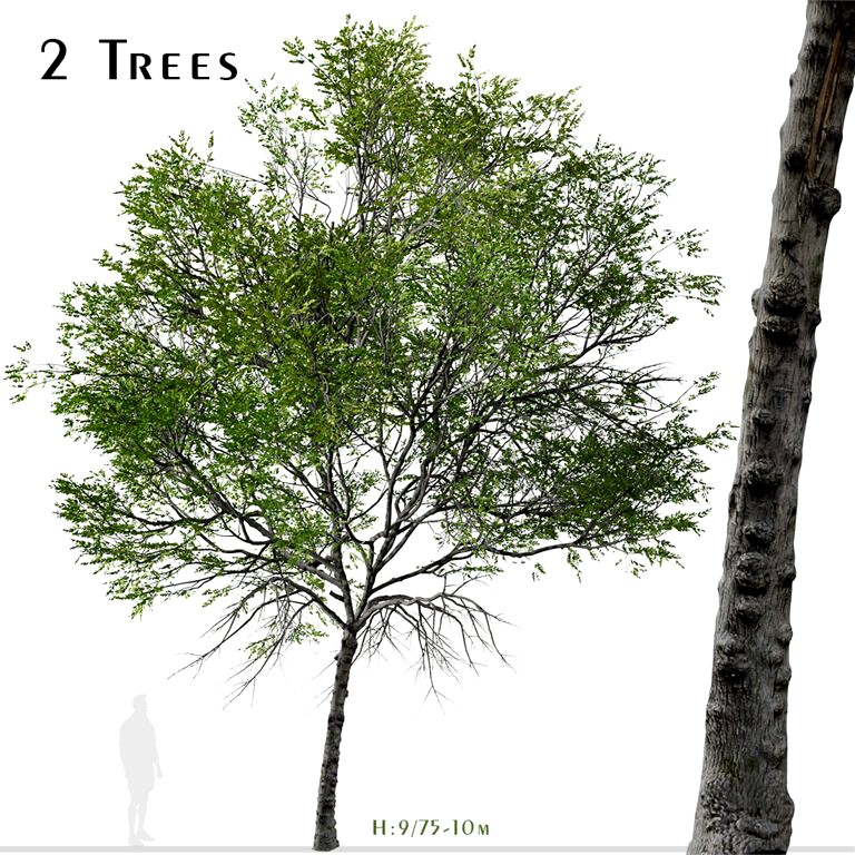 Set of Taiwan beech Tree (Fagus hayatae) (2 Trees) (254740)