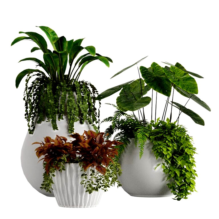 Vase Pack 12 Plants (218126)