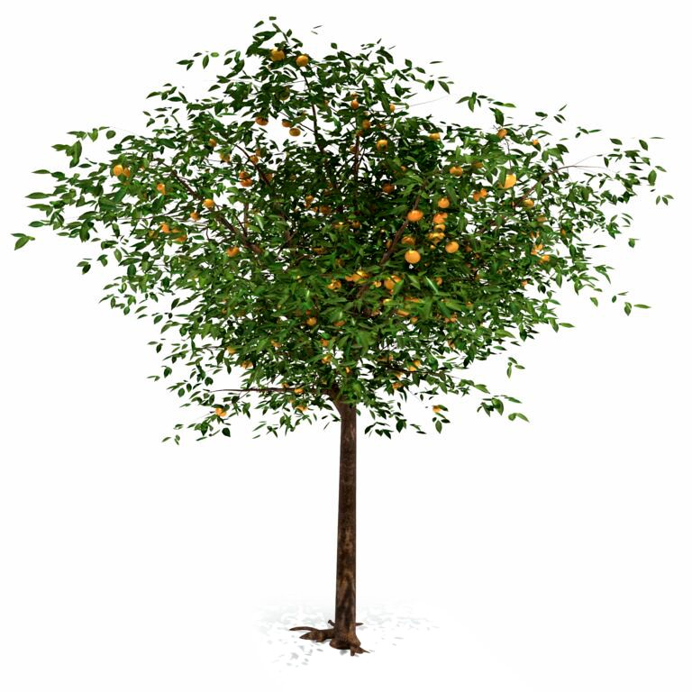 Mandarin tree (204937)