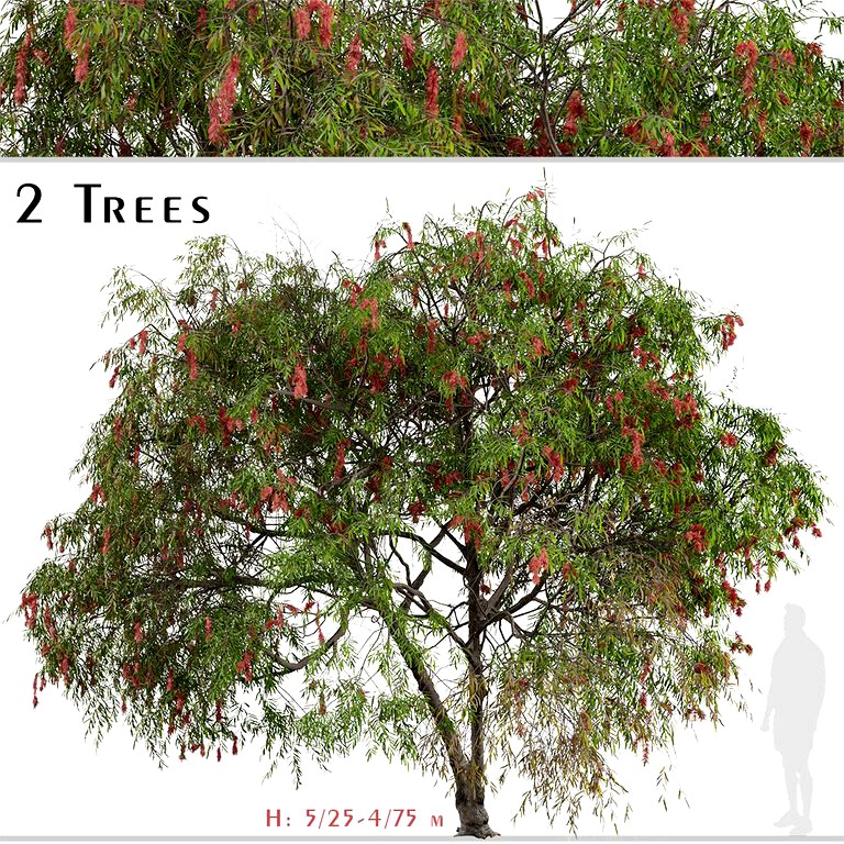 Set of Lemon bottlebrush Tree (Melaleuca citrina) (2 Trees) (197510)