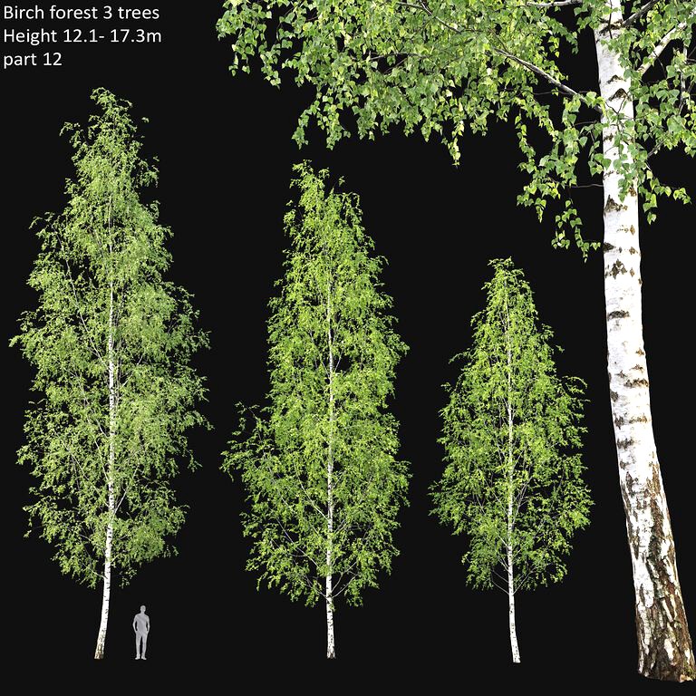 Birch forest part 12 (196448)