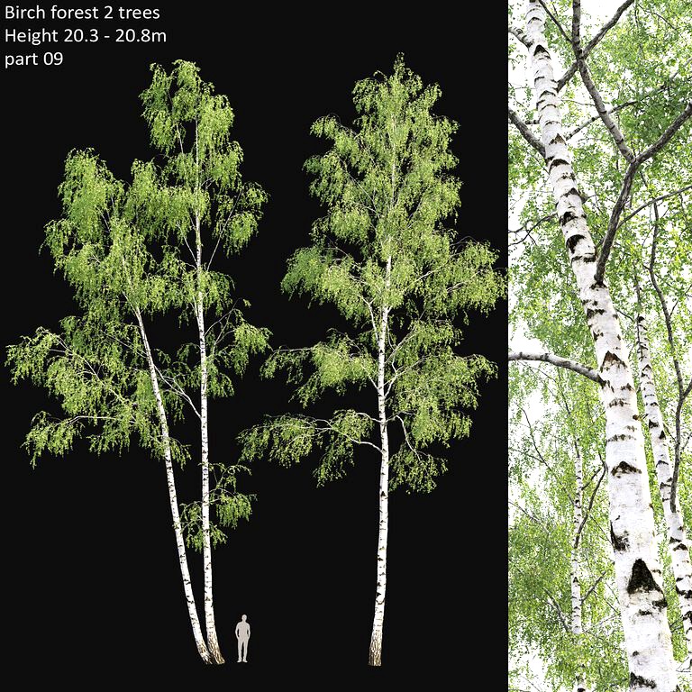 Birch forest part 9 (196438)