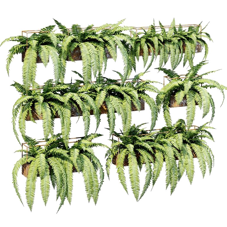 Planter box fern (182181)