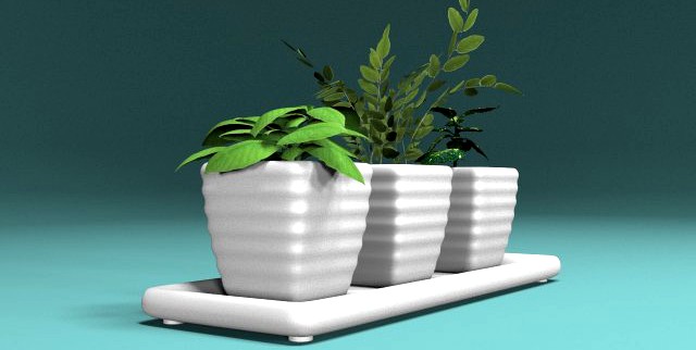 Three bush in pots 3D Model