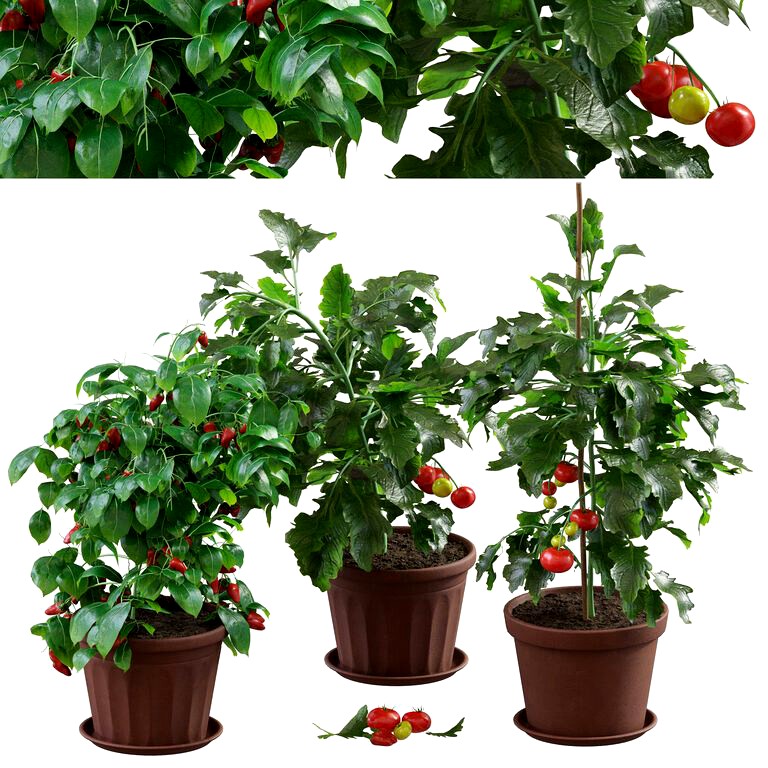 Fresh pepper and tomato plant (168068)