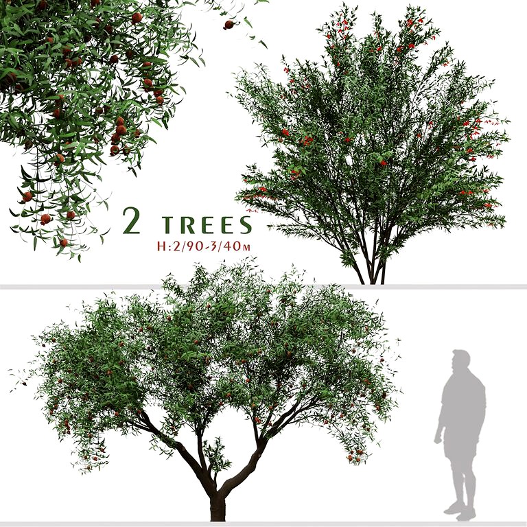 Set of Punica Granatum Tree (Pomegranate tree) (2 Trees) (168063)